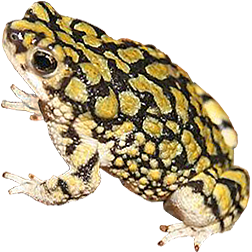 Sonoran Green Toad
